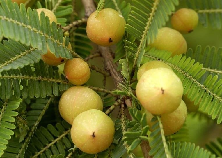 Find Amla benefits for hair growth and treatment